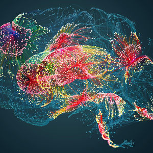 Brain network diagram