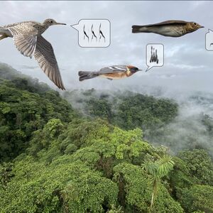 Migrating birds shown with spectrograms of the calls they use in flight, which researchers captured via acoustic monitoring complemented their radar data on migration patterns.