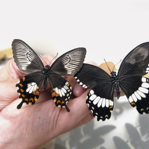 Butterfly mimic comparison
