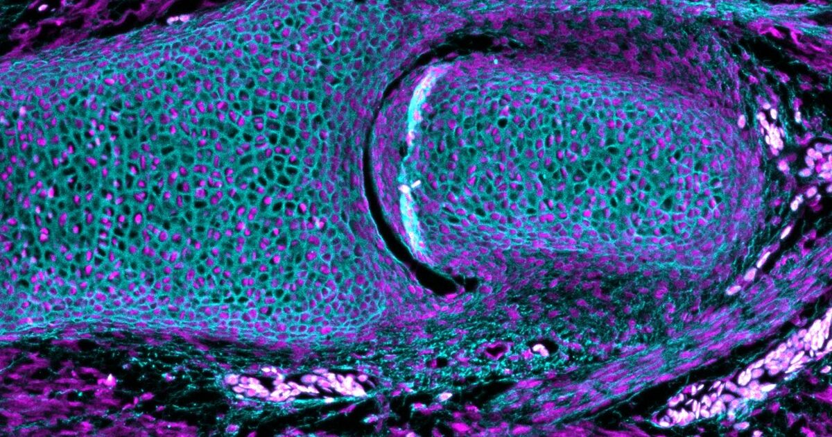 Flexible joints evolved as jawed fish began life as predators ...